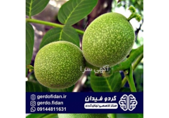 خرید و قیمت نهال گردو روند در نهالستان تک فیدان