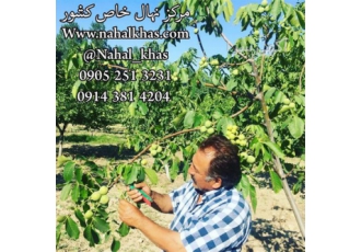 فروش نهال گردو - نهالستان گردو - نهال گردو خوشه ای