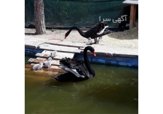 فروش تخم نطفه دار و جوجه اردک