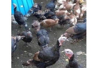 تخم نطفه دار بوقلمون نژاد برنز