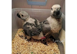 فروش تخم نطفه دار طوطی سان عروس هلندی و کاسکو