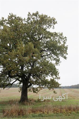 بذر گردو فرنور