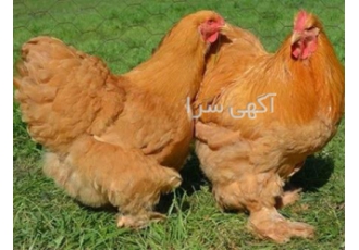 جوجه مرغ کوشین و تخم نطفه دار در شهر ری پرورش و فروش مرغ و خروس زینتی