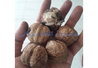 فروش نهال گردو اسراییلی پاکوتاه خوشه ای پیوندی در ساری فروش نهال گردو