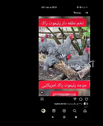 آگهی های خدمات طیور - فامنین
