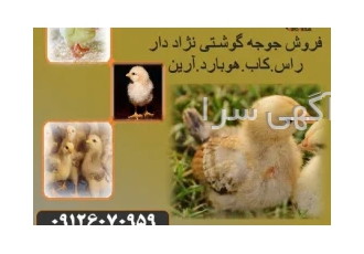 فروش جوجه مرغ گوشتی و جوجه گوشتی آپلاس و آرین طیور در تهران فروش جوجه