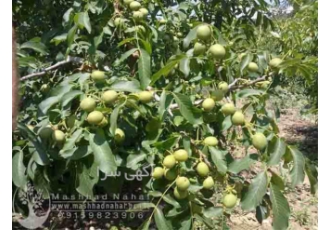 نهال گردو اسراییلی زودبارده