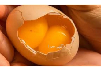 فروش ویژه تخم مرغ دو زرده بومی تازه با ارسال به سراسر کشور در کرمانشاه