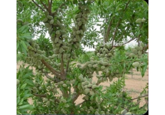 فروش نهال گردو درجه یک و بادام و غیره، تولید عمده نهال گردو