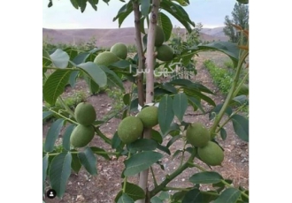 فروش نهال گردو اسرائیلی فروش نهال گردو خوشه ای در ارومیه فروش نهال
