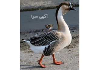 فروش تخم قو غاز انواع نژاد و جوجه