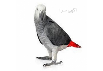 خرید و فروش تخم نطفه دار طوطی کاسکو در تهران فروش تخم نطفه دار طوطی