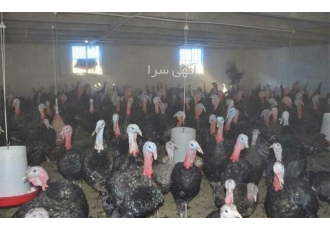 پرورش بوقلمون در بوشهر پرورش و فروش جوجه بوقلمون فروش تخم نطفه دار