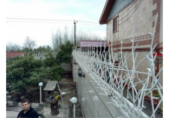 فروش شاخ گوزنی ارزان