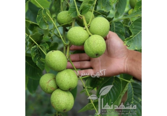 فروش ویژه نهال گردو پیوندی چندلر در مشهد فروش ویژه نهال گردو چندلر
