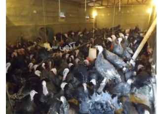 تخم نطفه دار و جوجه نژاد برنز بوقلمون در گرگان توجه کنید بازار تخم نطفه