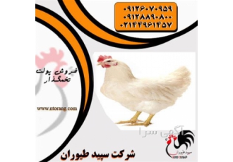 قیمت مرغ تخم گذار صنعتی اصولی و پرورشی طیور در تهران قیمت مرغ تخم