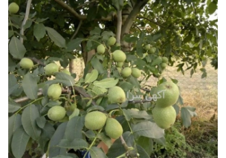 قیمت نهال گردو خوشه ای ، فروش نهال گردو چندلر