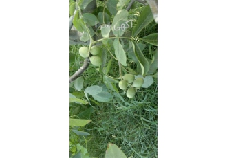 خرید نهال گردو ، فروش نهال گردو چندلر و فرنور