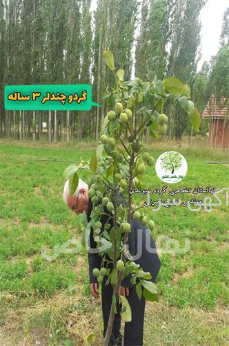 بذر گردو خوشه ای