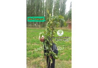 فروش  عمده نهال گردو خوشه ای درجه یک