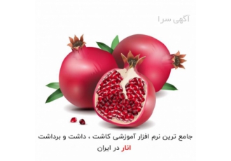 جامع ترین آموزش کاشت انار آموزش کاشت درخت انار با آموزش کاشت انار و راه