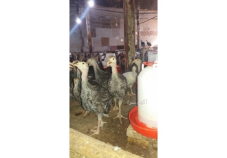 جوجه شترمرغ فروش جوجه 1 روزه گوشتی فروش جوجه 1 روزه بومی فروش جوجه