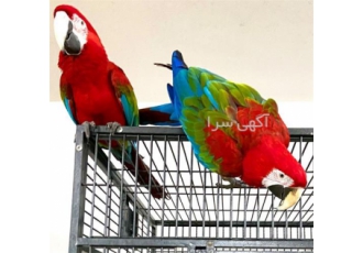 فروش تخم نطفه دار طوطی سان با کیفیت عالی