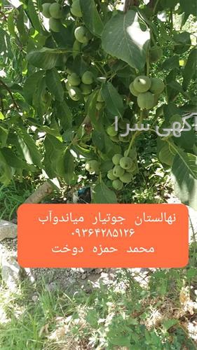 آگهی های بذر و نهال - شهرکرد