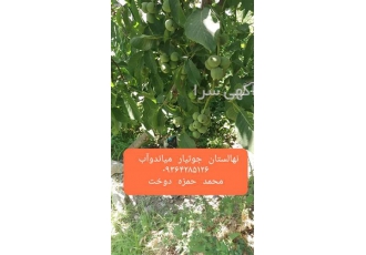 فروش نهال گردو ، تولید عمده نهال گردو
