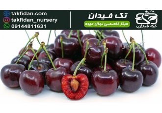 خرید و قیمت نهال گیلاس بینگ نهالستان تک فیدان در تبریز گیلاس بینگ