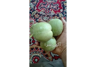 فروش نهال گردو ژنوتیپ درجه یک در قزوین تولید عمده نهال گردو در انواع