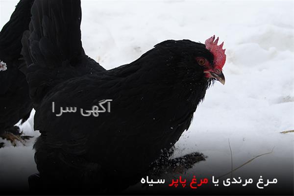 آگهی های کشاورزی و دامداری - بوشکان