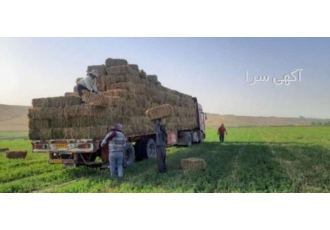 فروش یونجه درجه یک یونجه خشک و مرغوب مغان ارسال به سراسر کشور تحویل