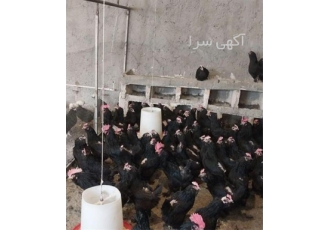 فروش تخم نطفه دار مرغ بومی