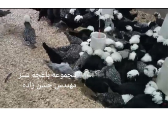 تخم نطفه دار انواع طیور در کاج مزرعه سبز با پرورش و فروش انواع تخم نطفه