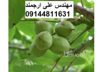 فروش نهال گردو چندلر با بهترین کیفیت در شیراز فروش نهال میوه های مختلف