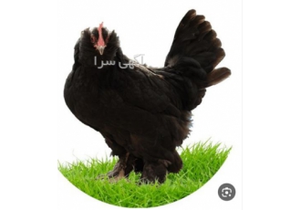 فروش تخم و جوجه مرندی قره سی