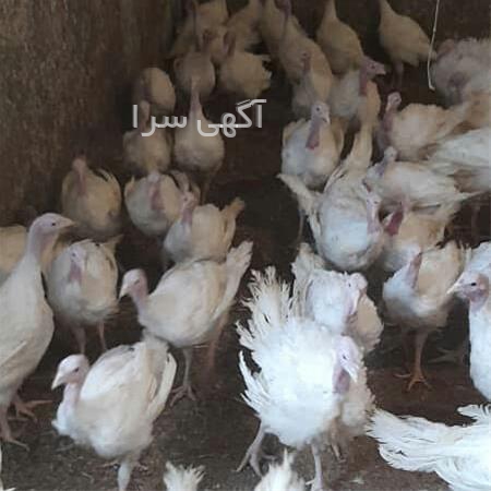 آگهی های خدمات طیور - رفسنجان