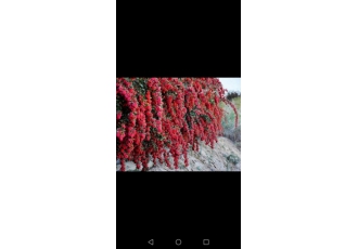 زرشک صادراتی بیرجند یه طعم خاص یه خونواده ی صمیمی میسازه ❤️ زرشک
