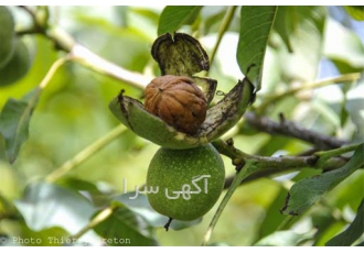 فروش عمده نهال گردو تولید نهال نهال زودبارده در شیراز فروش عمده