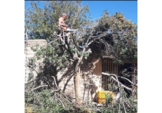 خرید انواع چوب و هیزم باغی و میوه ای خرید چوب و هیزم انواع درختان باغی