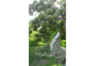 فروش گردو پوست کاغذی تولید عمده نهال گردو در زنجان فروش گردو پوست