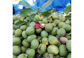نهال گردو خوشه ای ،  نهال میوه مثمر و غیر مثمر