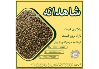 بذر شاهدانه