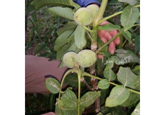 نهال گردو اسرائیلی و نهال گردو ژنوتیپ در کرج نهال آرا مرکز معتبر فروش