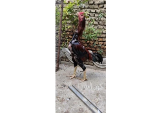 ارائه دهنده تخم نطفه دار و جوجه با کیفیت در یاسوج مجموعه حسن زاده با 10