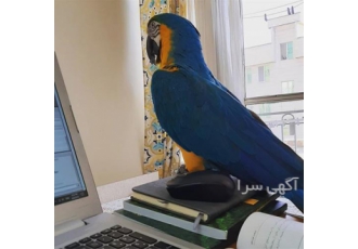فروش تخم نطفه دار آرا و کاسکو دم قرمز