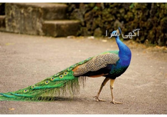 فروش تخم طاووس نطفه دار زیبا