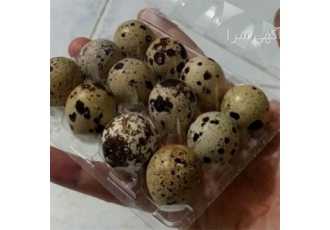 فروش تخم خوراکی بلدرچین - با ضمانت بازگشت
